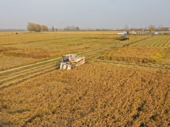 河南原阳：17万亩大米收获正忙