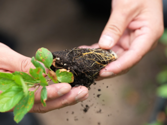 陕西白水：苹果试验站铺就“致富路”