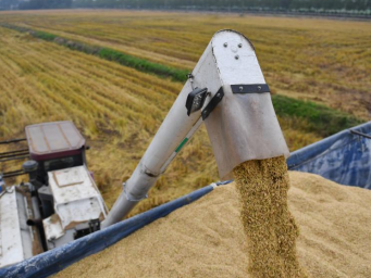 洞庭湖畔新农人迎“收稻季”